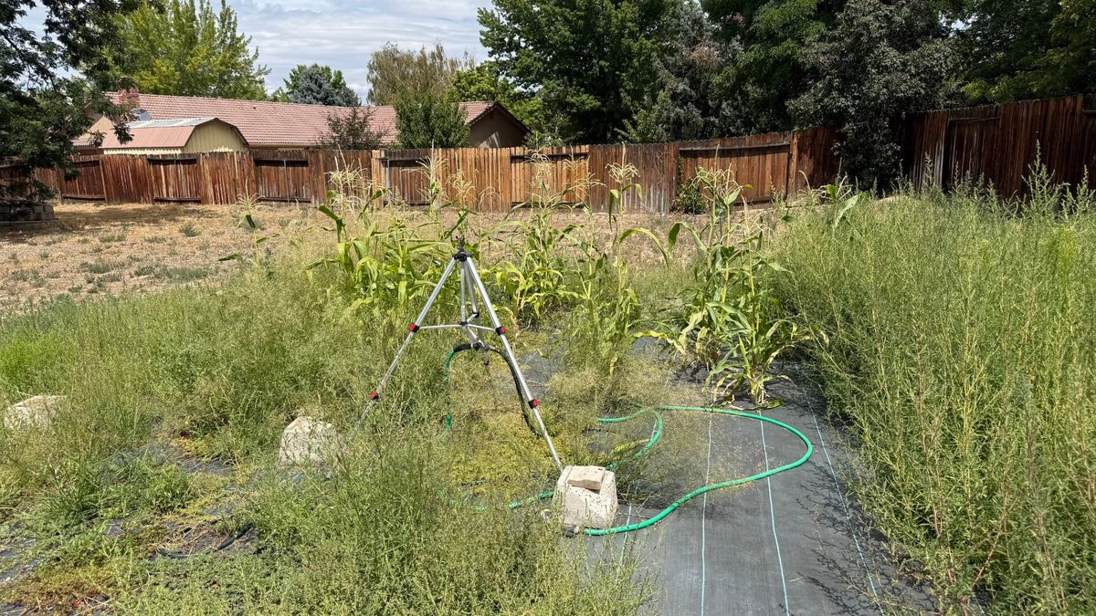 A neglected corn patch overgrown with weeds and thin stalks